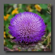 Artichaut 'Cynara scolymus' (le jardin de la poterie Hillen) www.poterie.fr